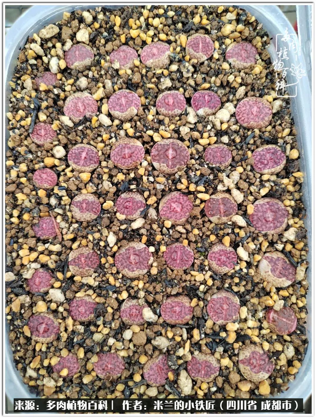 生石花好养吗怎么养护的,生石花的养殖方法和注意事项