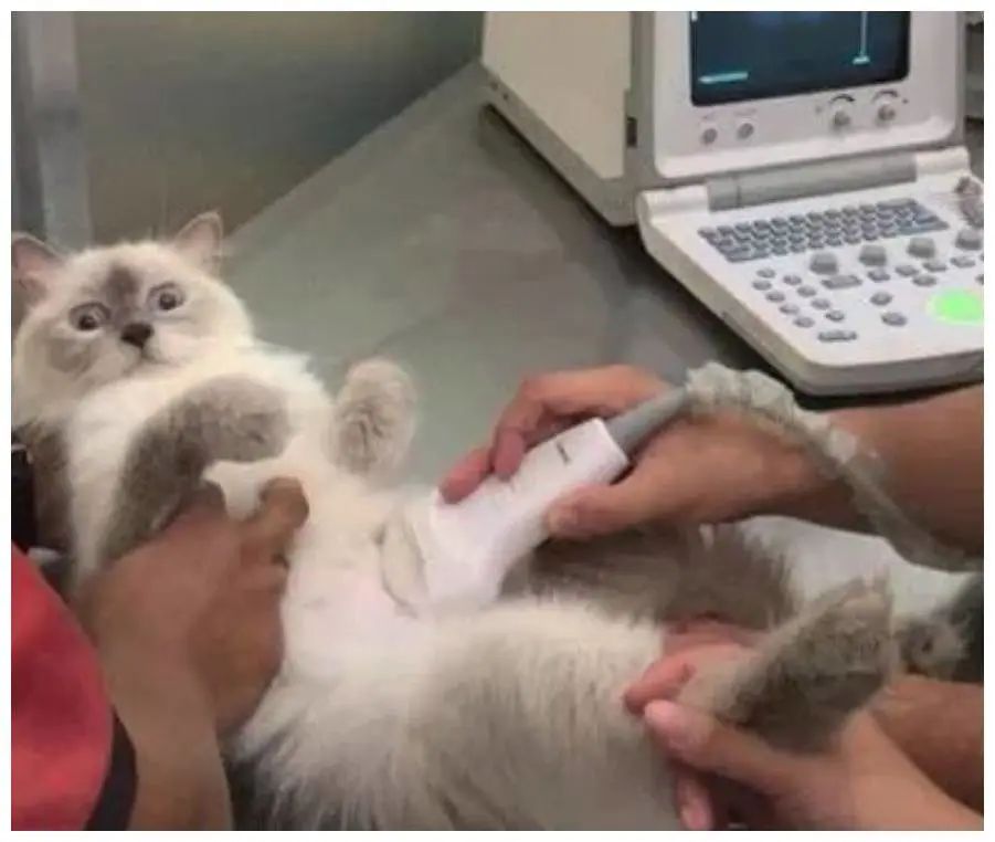 小虫感染,小虫子会让人带来什么危害