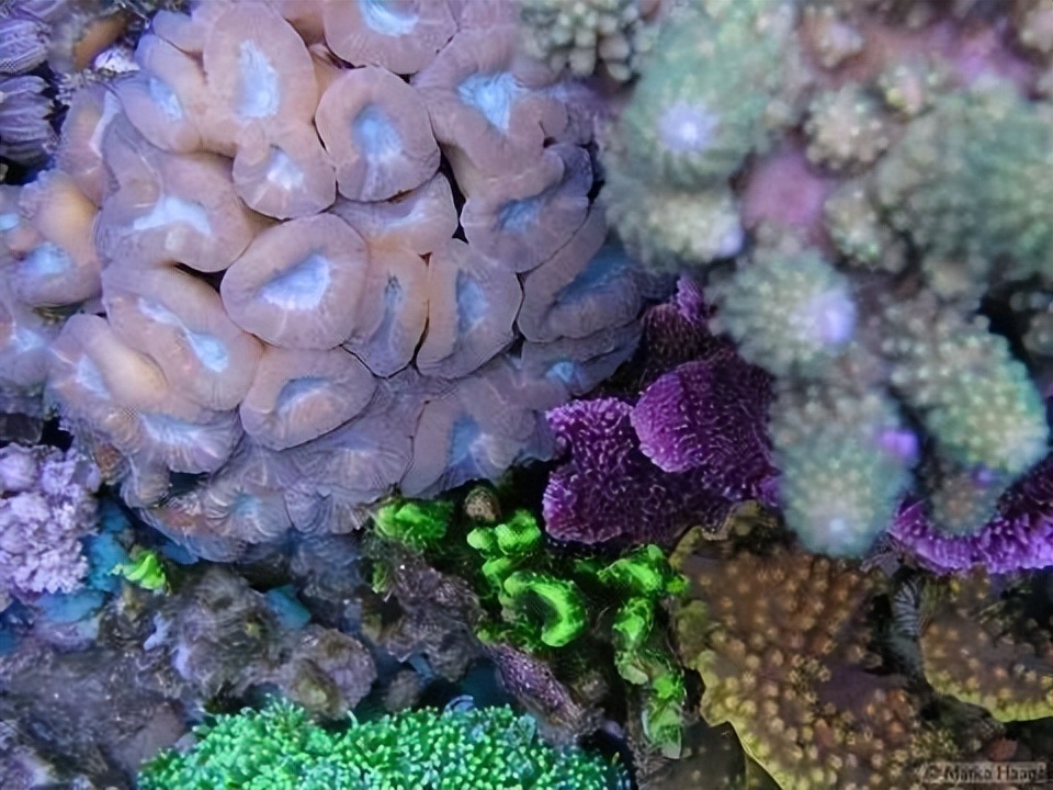 海水珊瑚缸鹦鹉螺,海水缸珊瑚视频大全