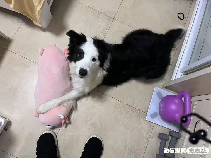 同城附近宠物店领养*养送**平台, 无偿幼猫咪狗狗救助-1231宠友社