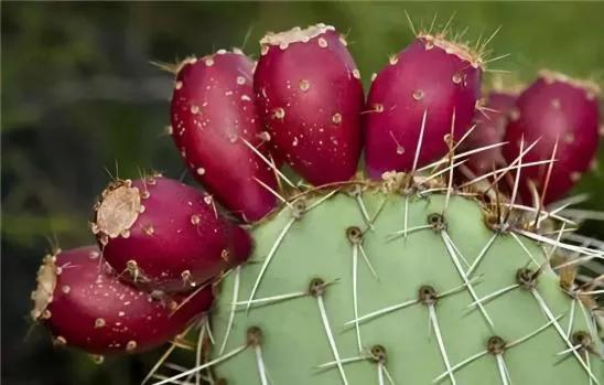 100多种罕见水果欣赏,100种罕见水果名字