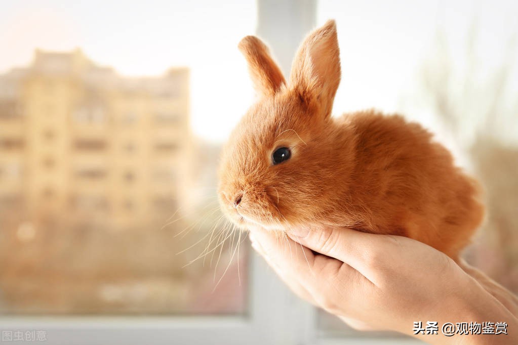 兔子什么举动是讨厌主人,兔子讨厌主人什么