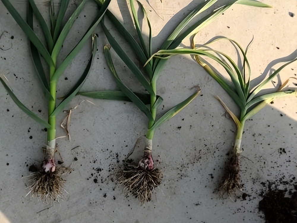 植物伤根了怎么补救,植物烂根需要修根吗