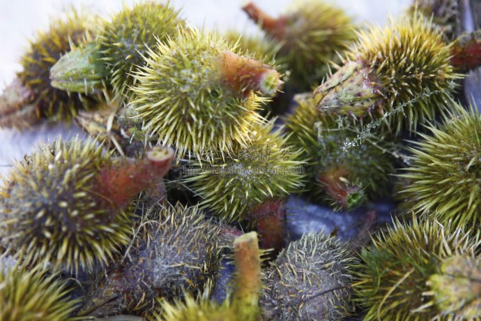 可以吃的野菜大全100种图解,教你认识100种野菜