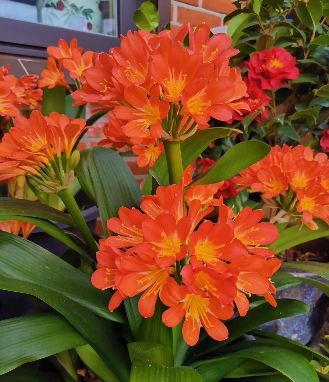 促花用花多多好还是磷酸二氢钾好,磷酸二氢钾正确的促花方法