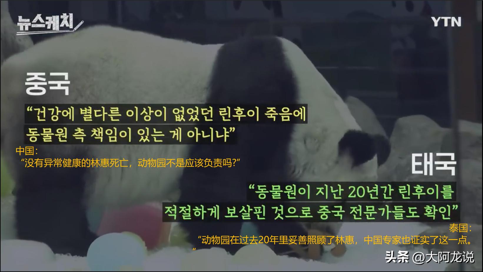 旅泰大熊猫真的死亡了吗,旅泰大熊猫死因公布