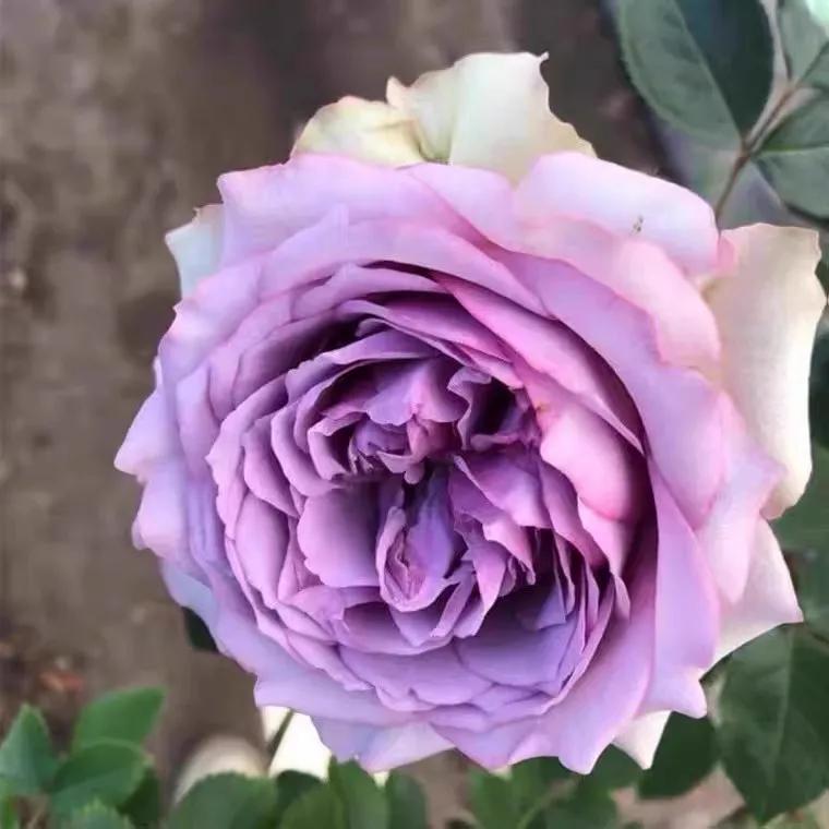 首饰盒（Coffret）