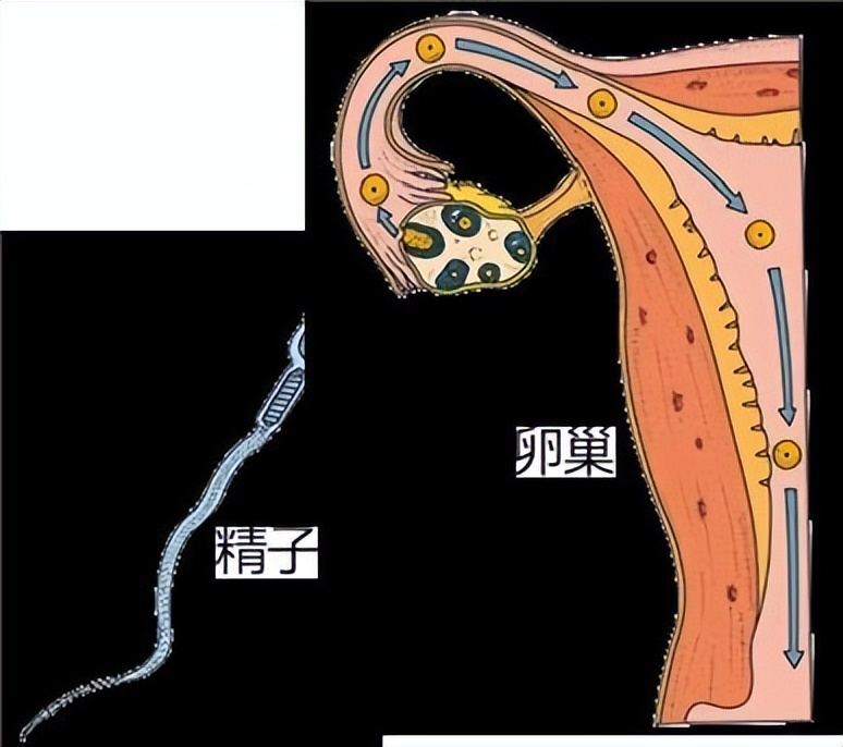 从受孕到分娩约四十周,从受孕到婴儿每天的变化