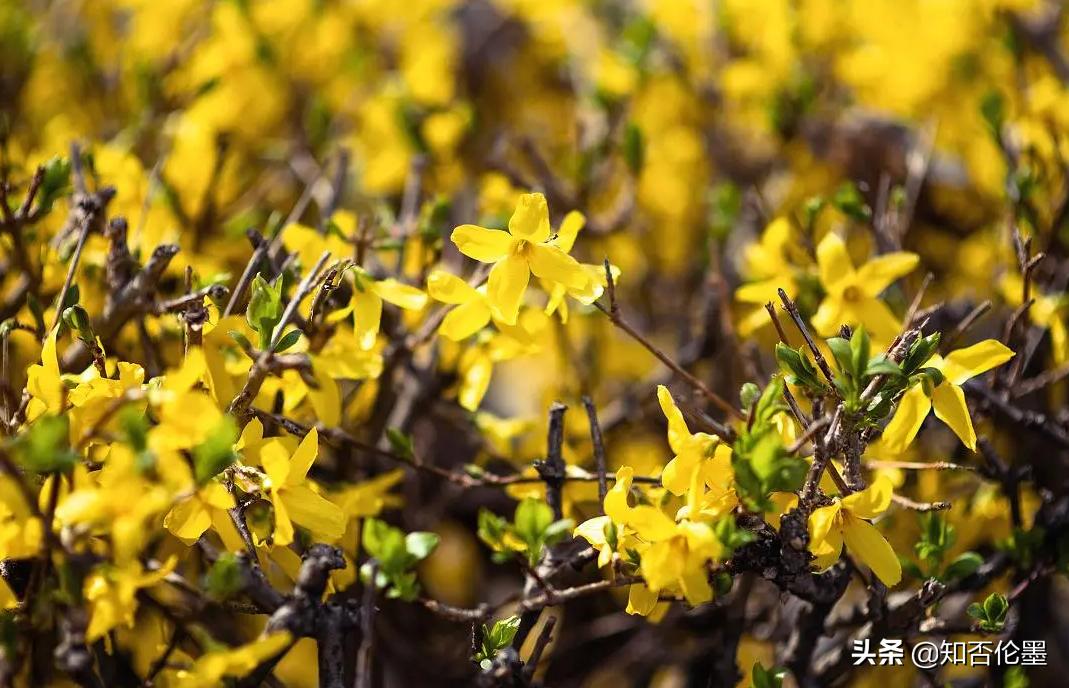 在家种植中药材哪些药材前景好,农村种植什么中药材最有前景