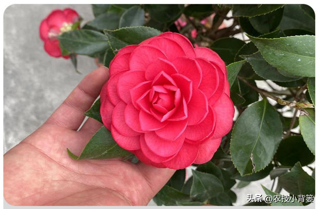 茶花扦插用什么方法成活率高,夏季扦插茶花枝条必须马上扦插吗