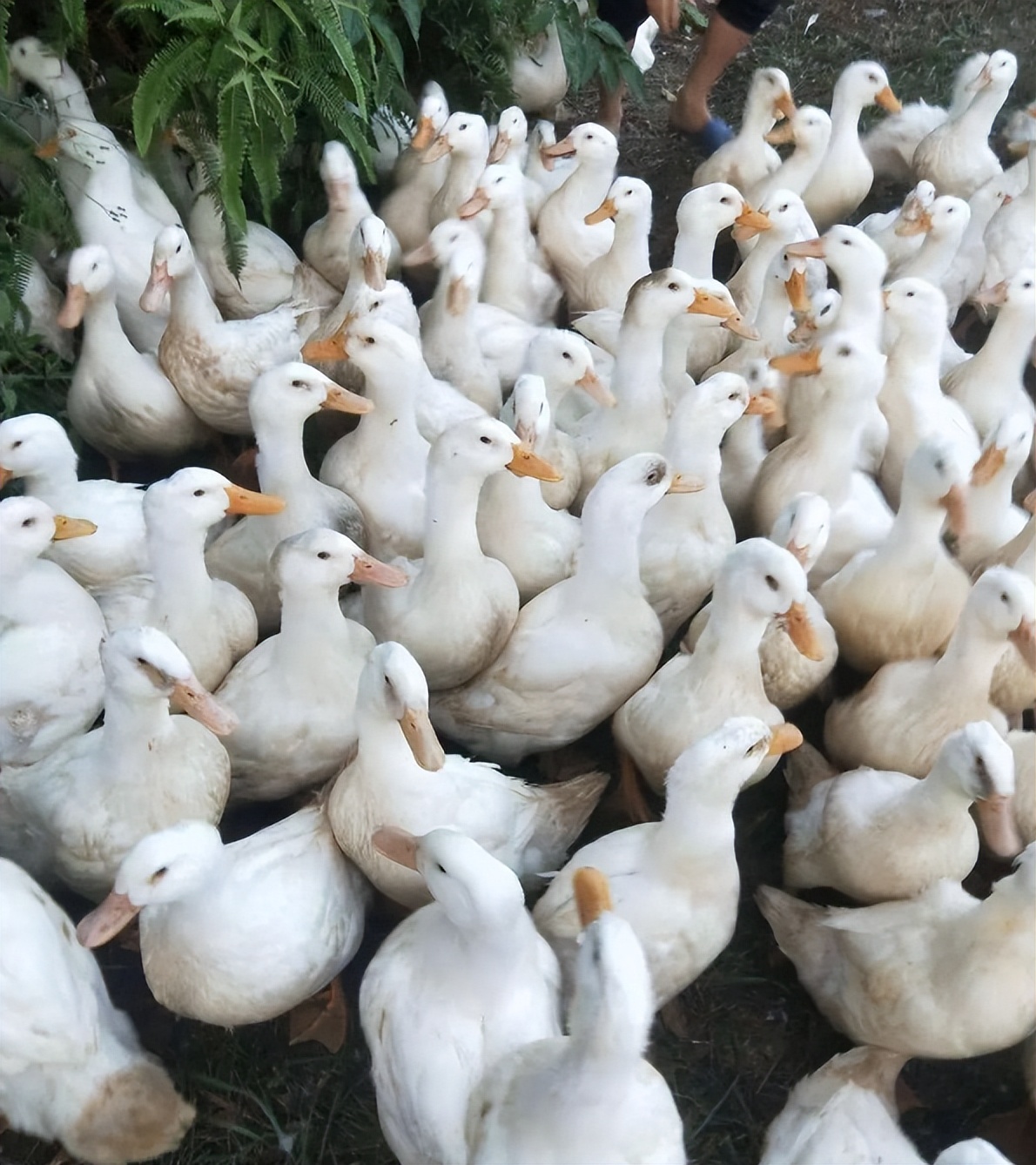 番鸭抱窝为什么老是跑出来,鸭子抱窝是什么意思