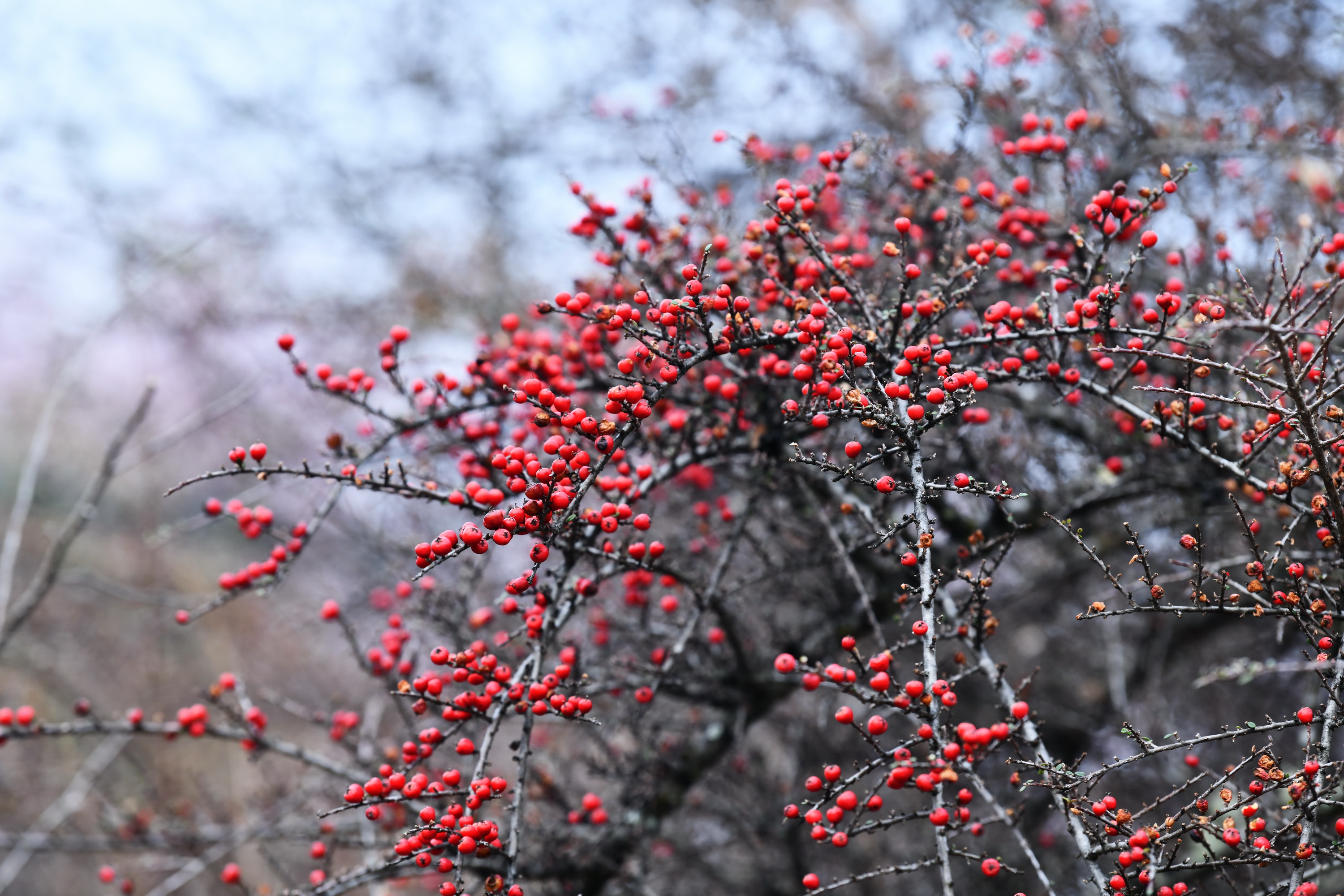 雪域林芝桃花图片 (在雪域江南西藏林芝邂逅漫山桃花)