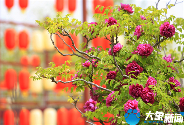 花开时节动京城最美不过洛阳城,四月洛阳美如画千年帝都是花城