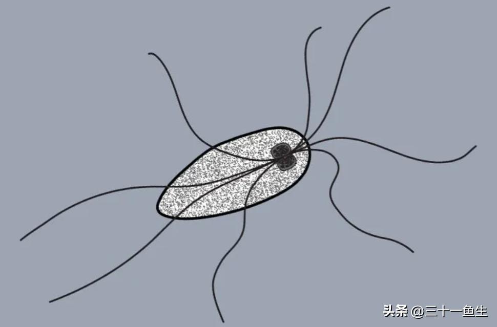 观赏鱼头洞病好转的表现,鱼得了六鞭毛虫病怎么治疗