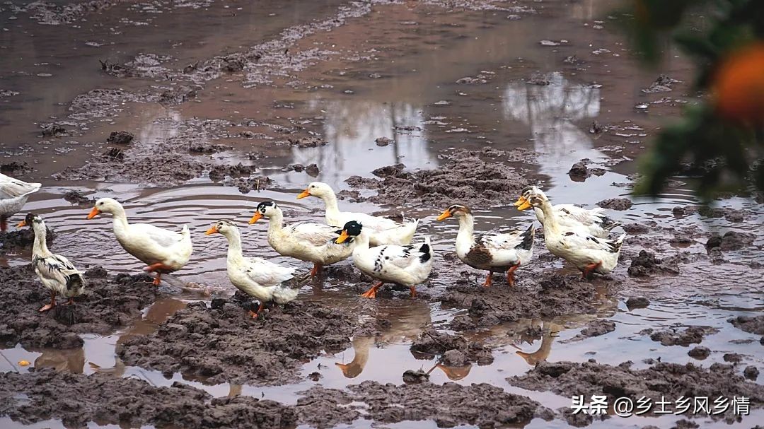 农民往冬闲田里放了一些鸭子，三个月后“空闲田”变成“增收田”
