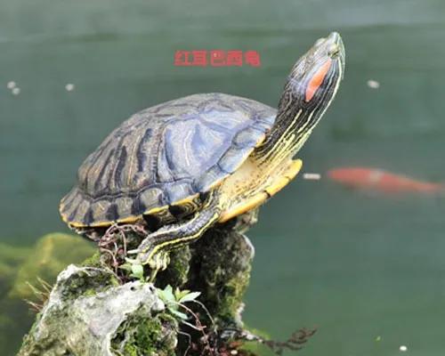 新手养什么龟比较易养,新手养什么龟又好看又便宜又耐活