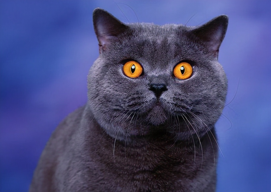 罕见颜色动物,十大罕见彩色动物