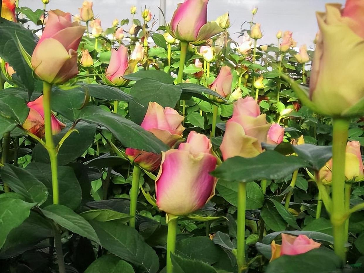 裸根老桩月季需要套塑料袋吗,裸根苗月季多少钱