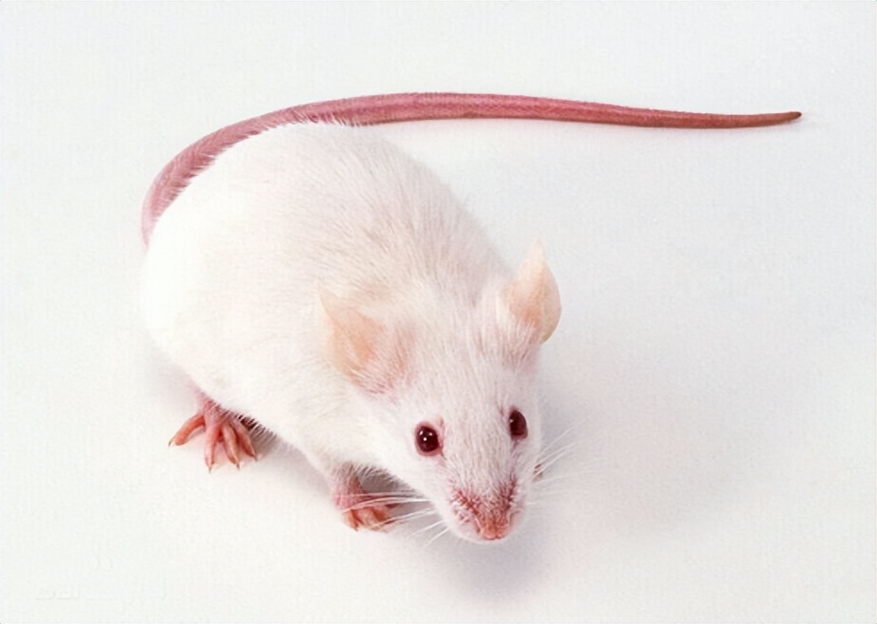 实验大鼠和小鼠的区别,实验动物小鼠的特点