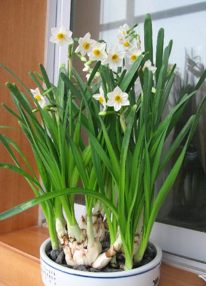 常见有毒花千万别碰,世上有毒的花和植物