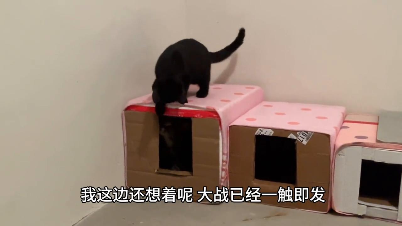 泡沫改造房屋,泡沫纸箱改造猫窝