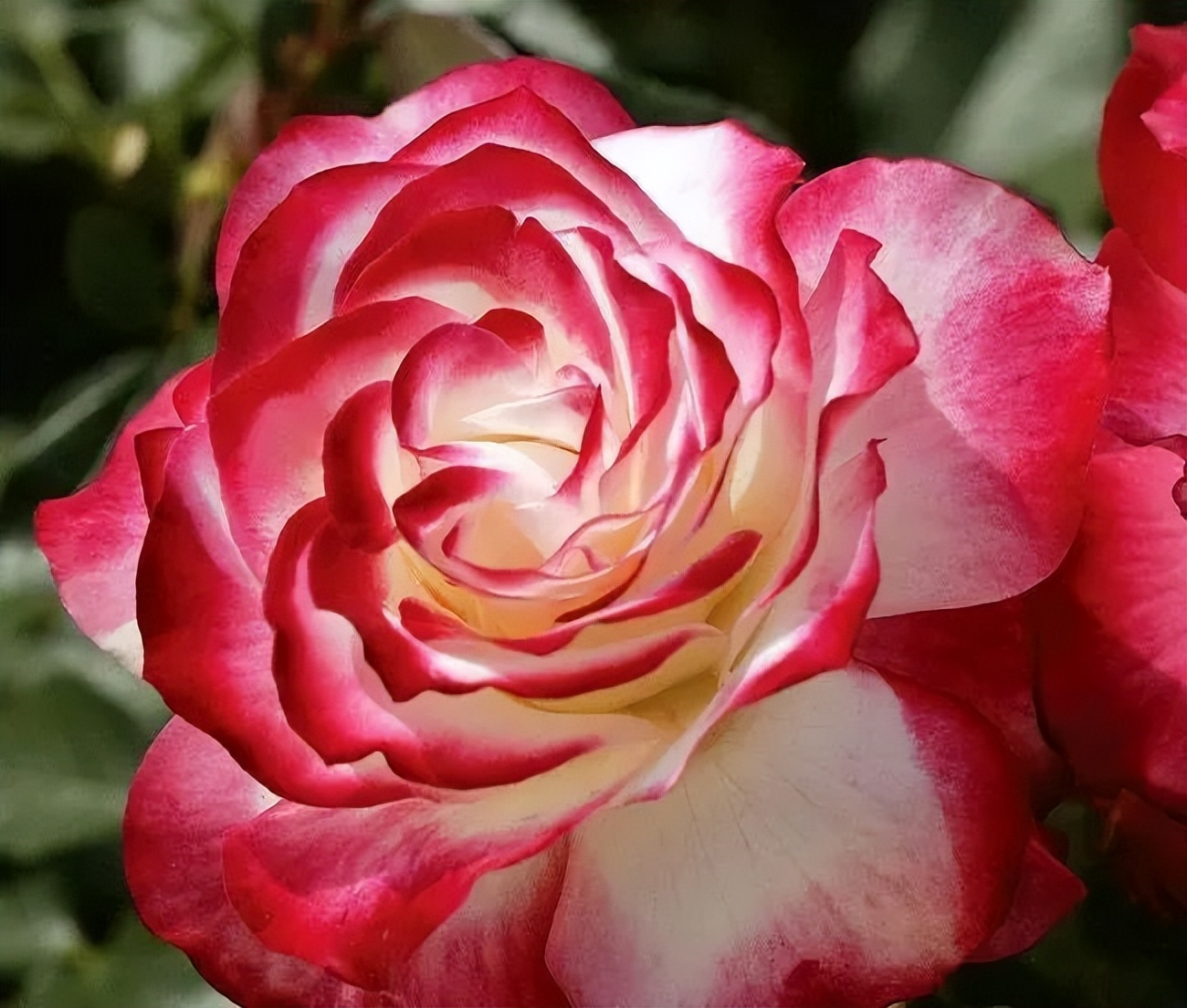 比较鲜又好养的月季品种,最值得养的大花浓香月季品种