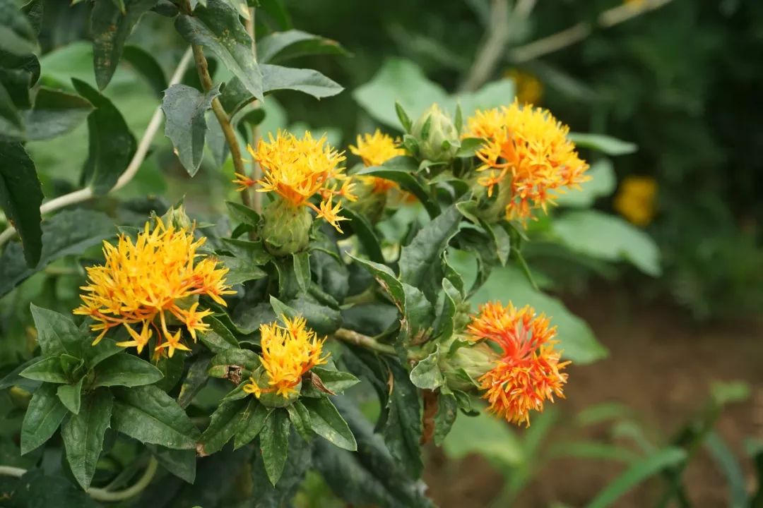 150种常见药用植物大全,150余种常见药用植物花期组图