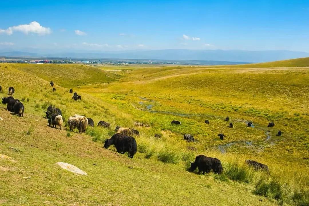 大美青海旅游胜地,大美青海旅游胜地活动