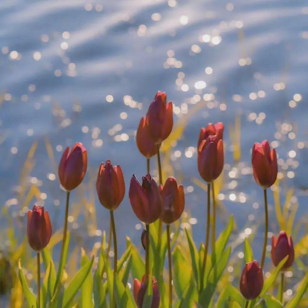 黑色背景郁金香高清图片,粉色郁金香背景视频