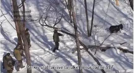 虎羊恋最后的结局,虎羊恋结局