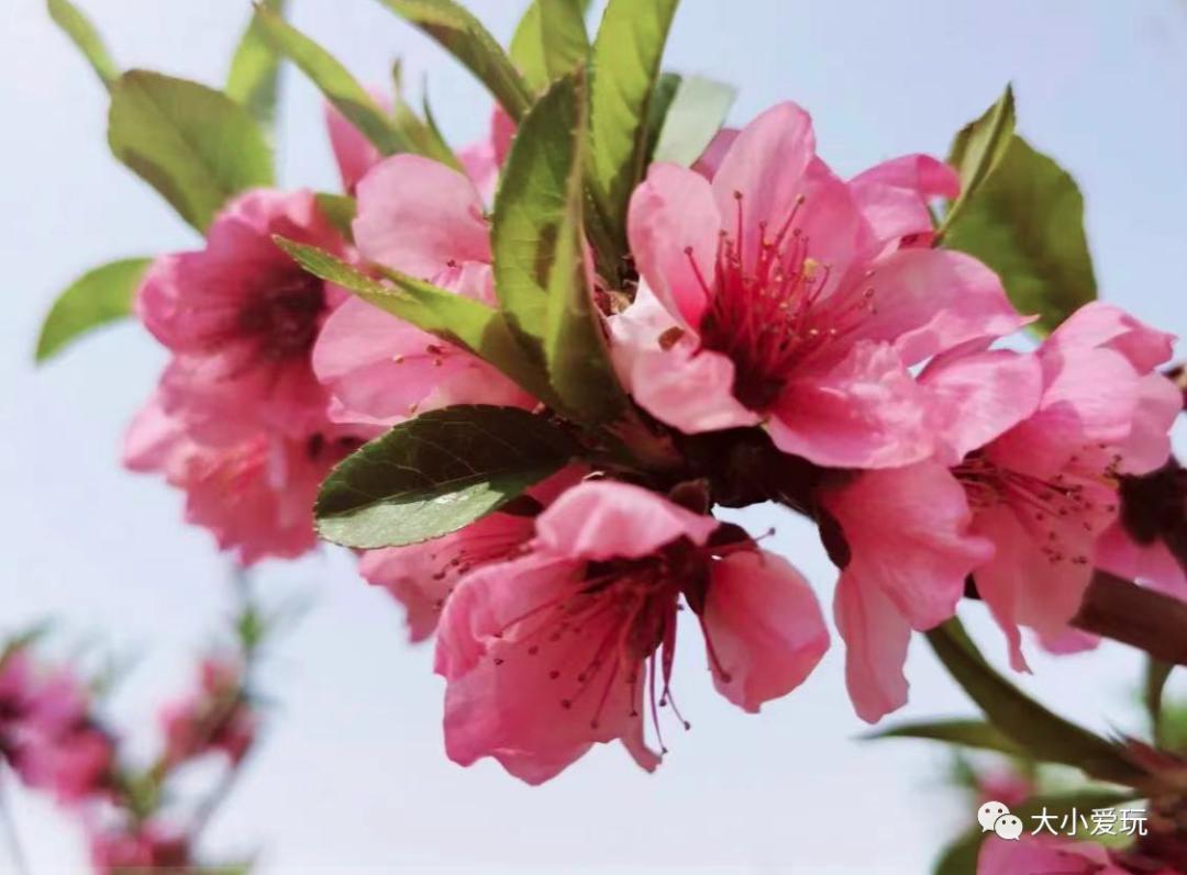 超级美的樱花美景全景,浪漫樱花海美景图