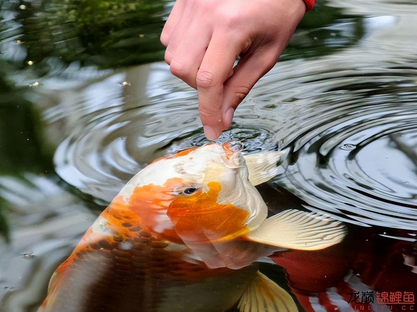锦鲤不爱游动怎么治疗,锦鲤现在不爱吃食是怎么回事