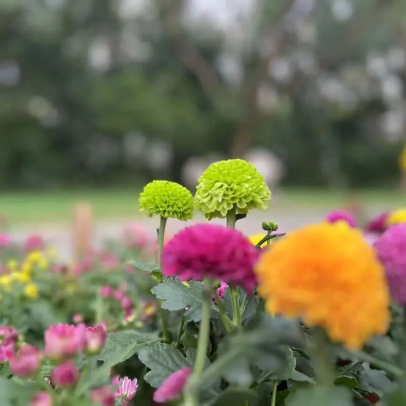 深圳市东湖公园一年一季的菊花展,深圳的东湖公园的菊花展漂亮极了