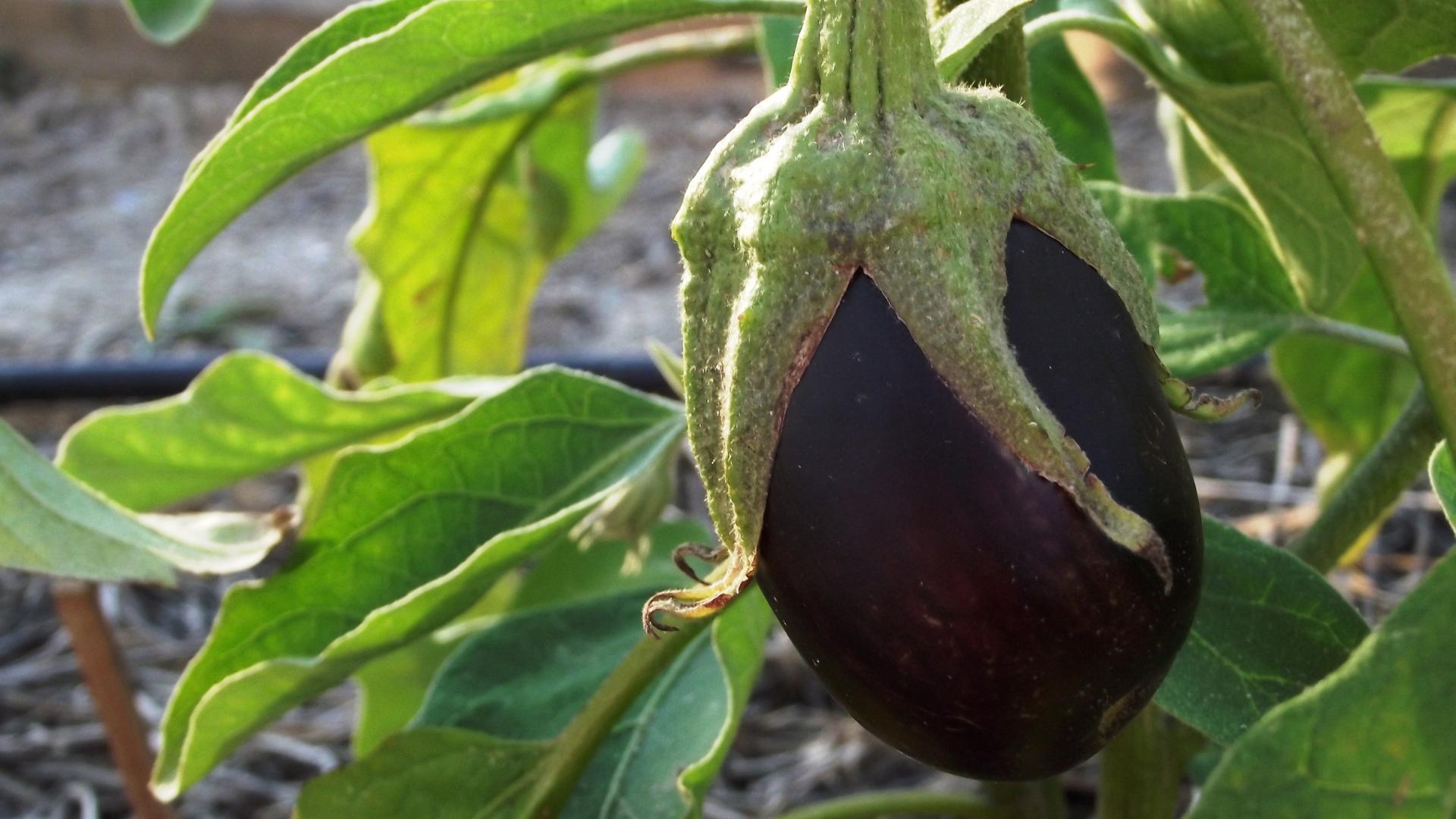花盆种茄子的方法,花盆种茄子怎么种植才能高产