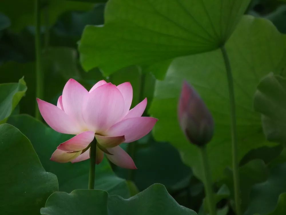 夏日“夜游”正当时，宋夹城“夜场”时段邀你一起嗨