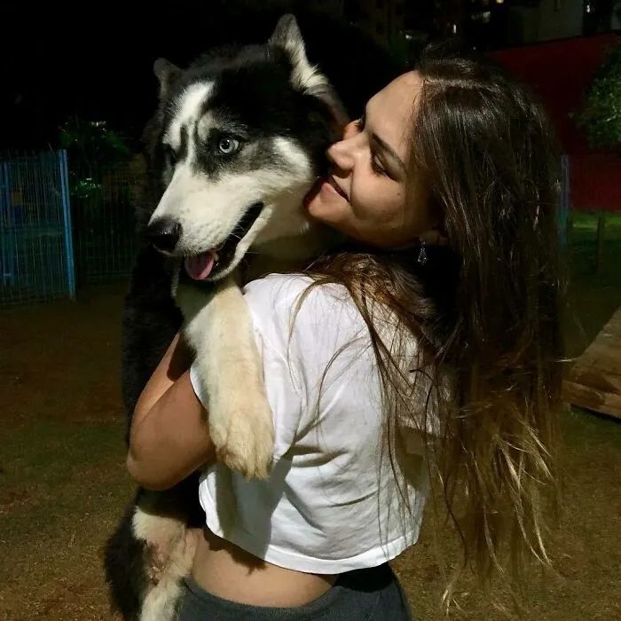 黑心狗厂逼迫反复生育至瘫痪的哈士奇，被拯救后活成了小公主