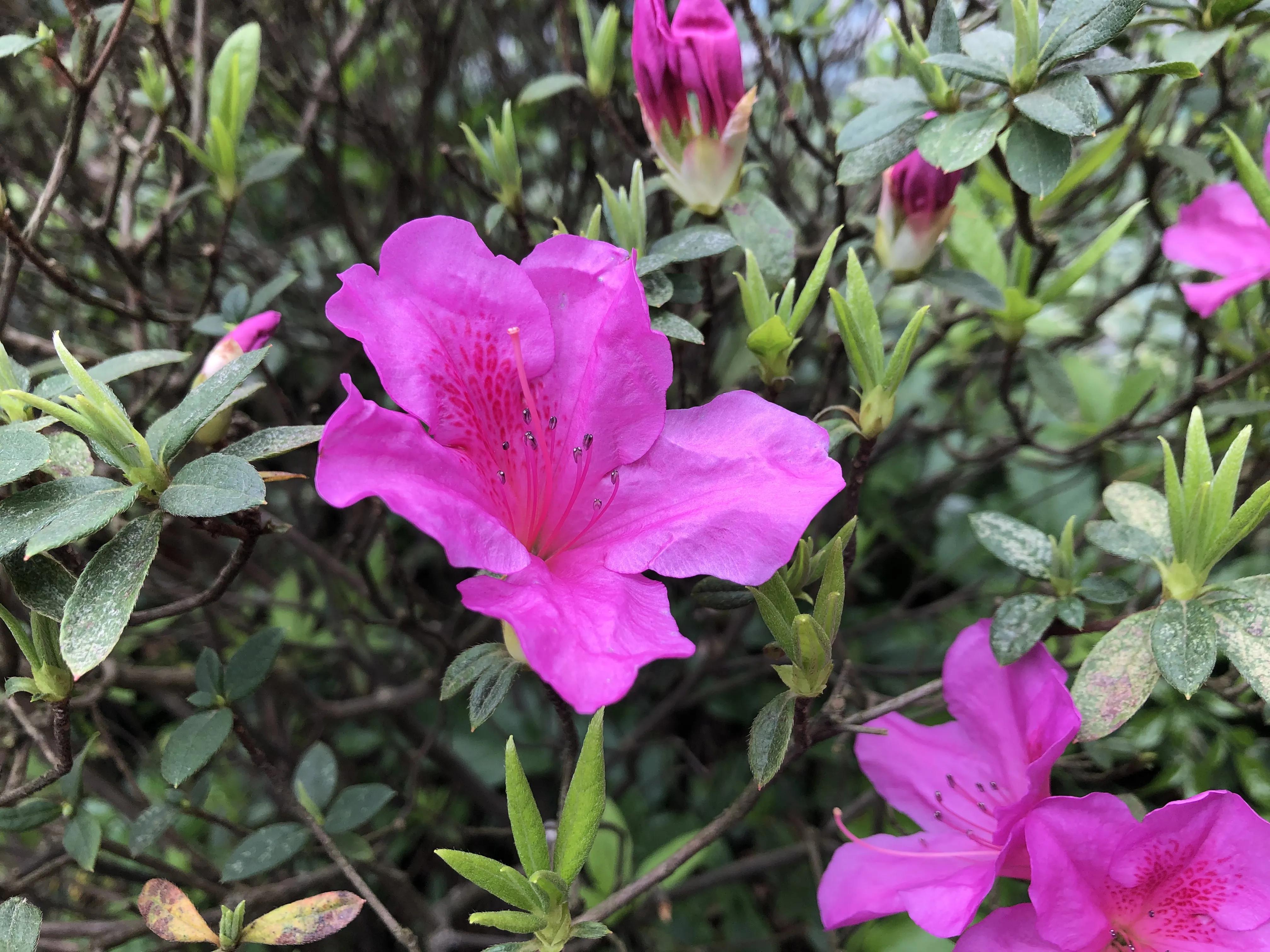 赏花旅游种什么花,春季去公园踏青上百种花让人眼花