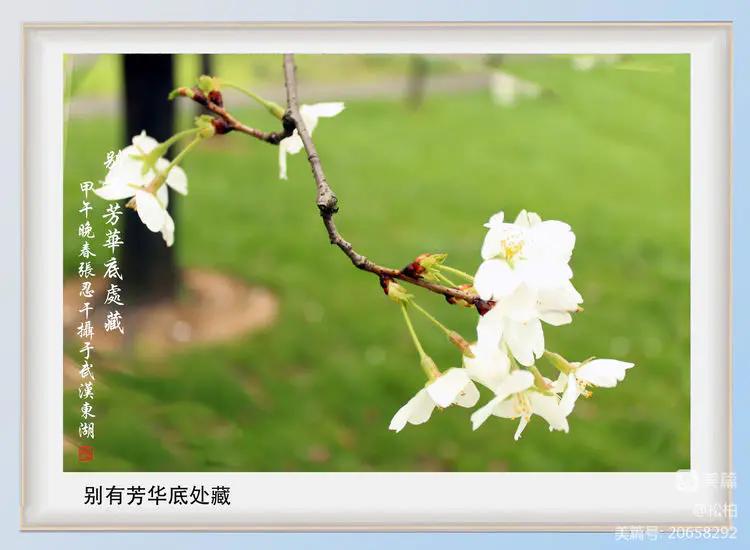 百花园（十六）樱蕾暗香溢