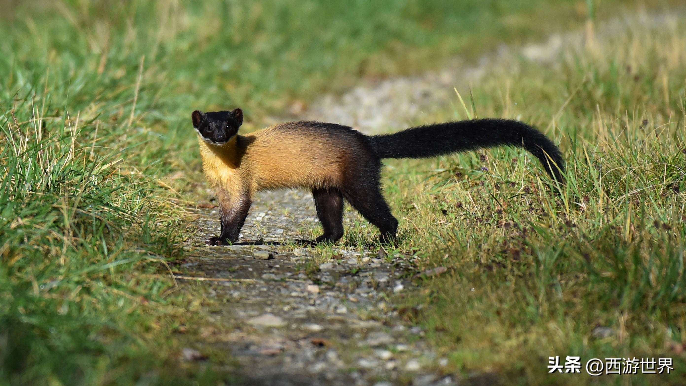鼬鼠本领,鼬科动物为什么这么敏捷