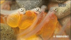 鱼卵水霉,鱼卵出现水霉病