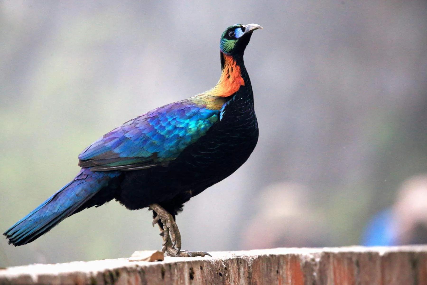 绿尾虹雉摄影,绿尾虹雉鹰鸡