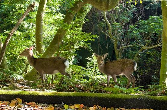 日本最盛产烧酒的岛屿，最知名的却是中国名称，深深感到自豪！