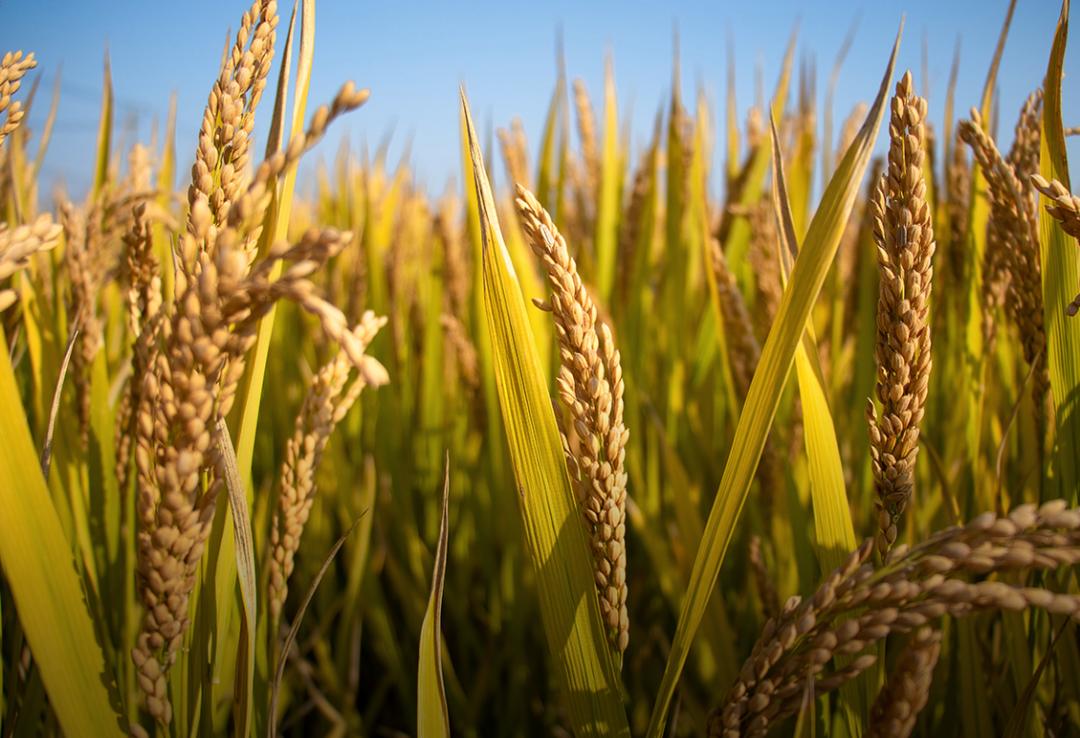 美国cpi上涨利好消费股吗,美国cpi上涨黄金受利好吗