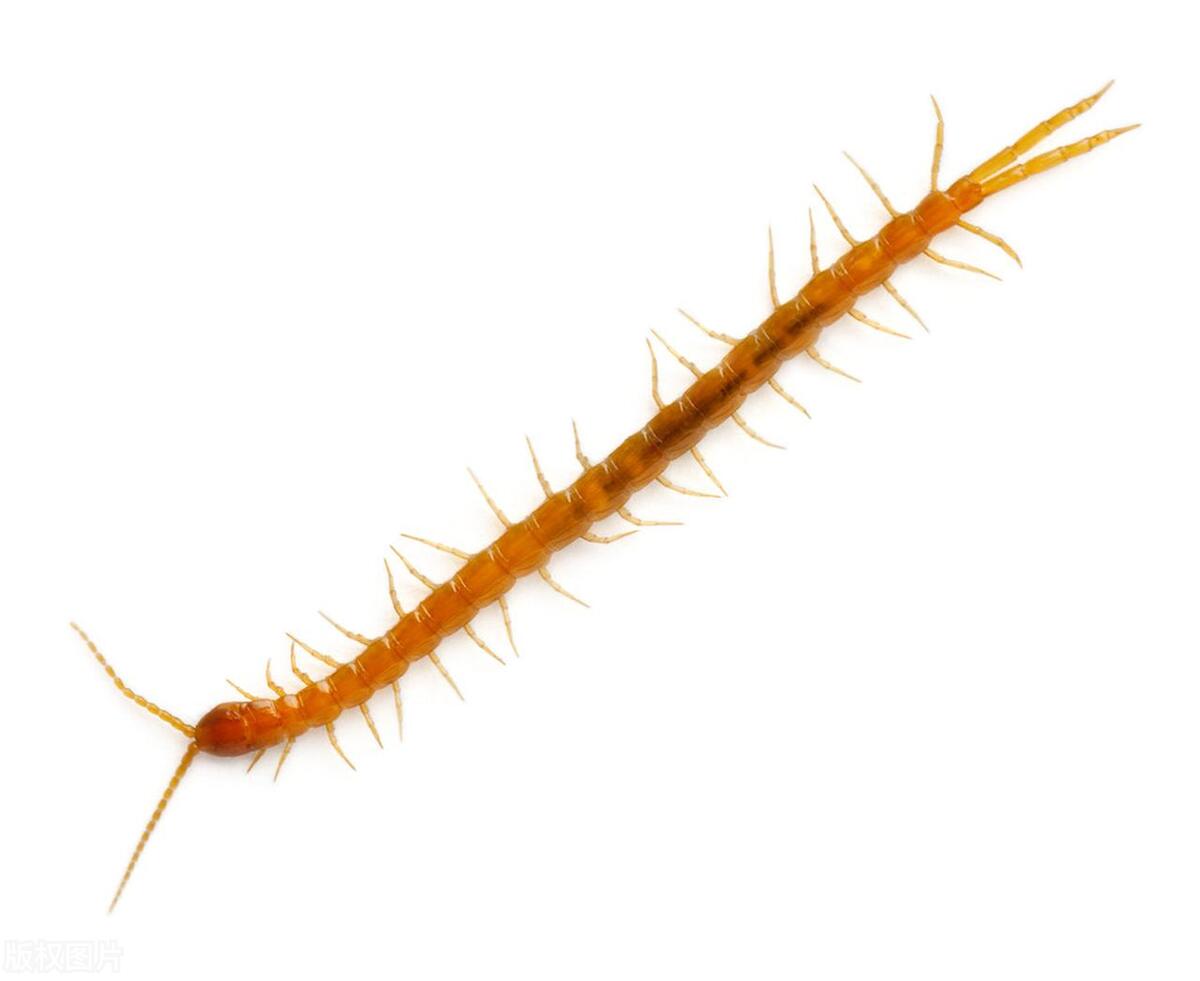 蜈蚣会靠近睡觉的人吗,睡着了蜈蚣会爬进耳朵吗