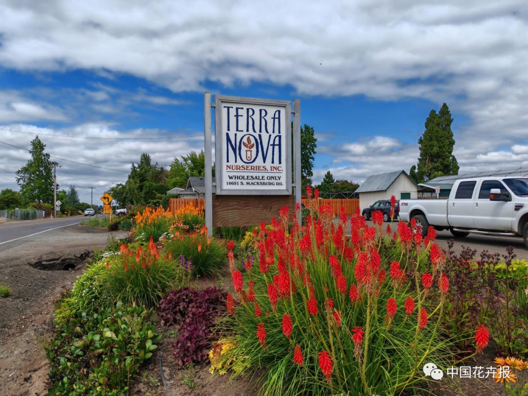 宿根花卉栽培,宿根花卉的栽培管理