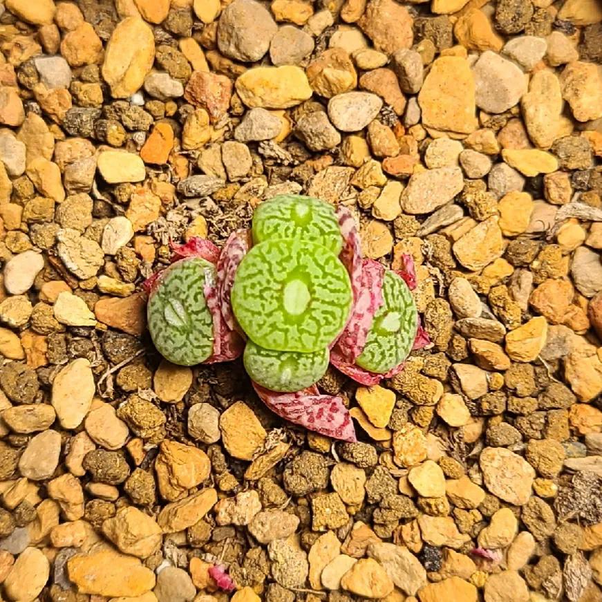 肉锥蜕皮要断水吗,肉锥什么时候蜕皮