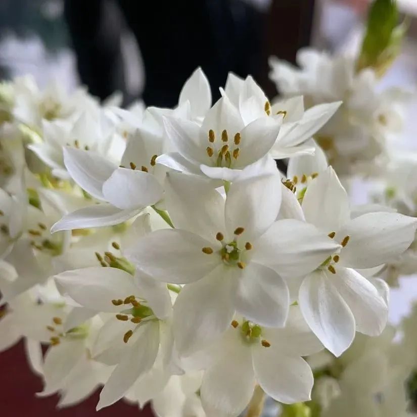 新手必看鲜花养护攻略,鲜花在水里能养几天会死