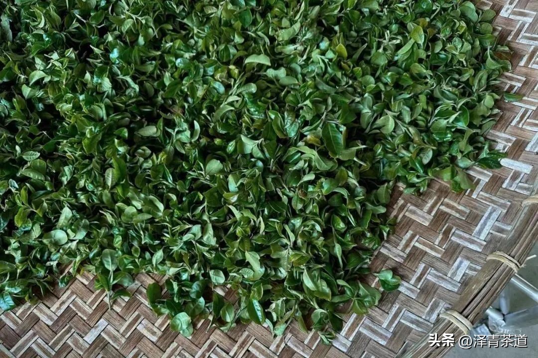 易武六大茶山茶的特点,易武茶的特点