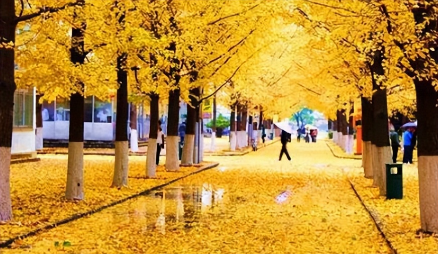 中国最美十所大学校园,十所全国最美大学