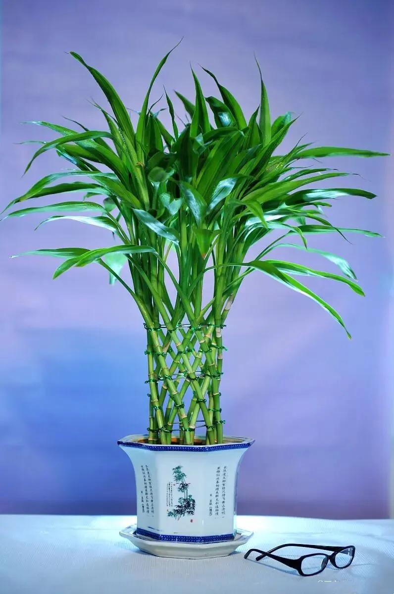 富贵竹茎叶青翠,大竹叶富贵竹